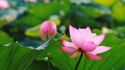 荷花电脑壁纸下载