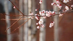 梅花唯美桌面壁纸
