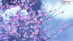 梅花唯美桌面壁纸