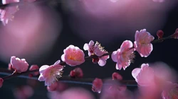 梅花唯美桌面壁纸