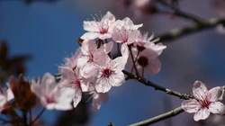 梅花唯美桌面壁纸
