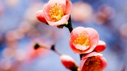 梅花唯美桌面壁纸