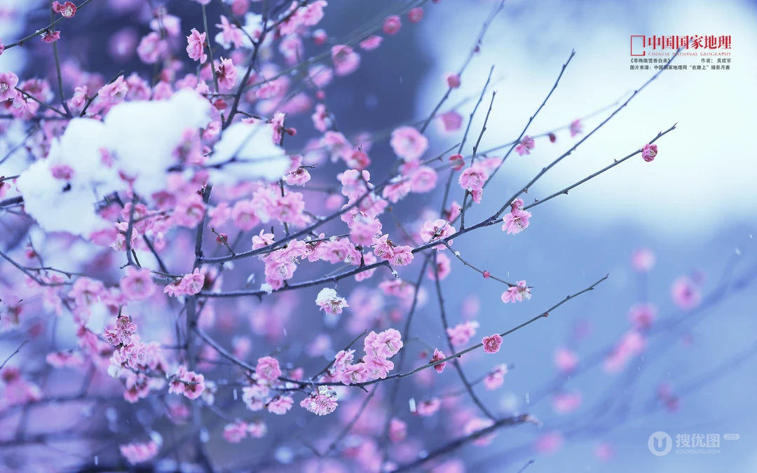 梅花唯美桌面壁纸