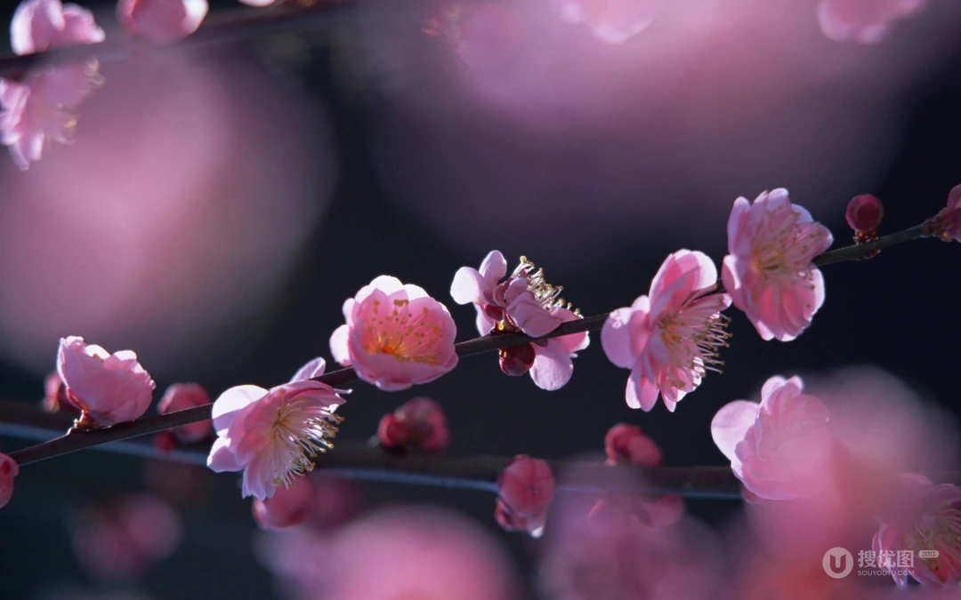 梅花唯美桌面壁纸