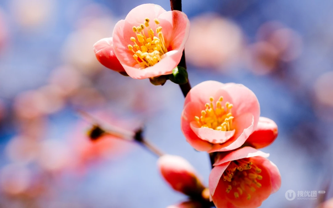 梅花唯美桌面壁纸