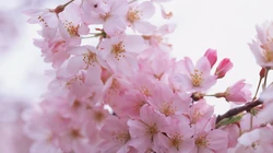 梅花唯美桌面壁纸