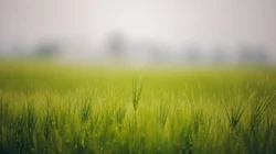 绿色青草高清壁纸
