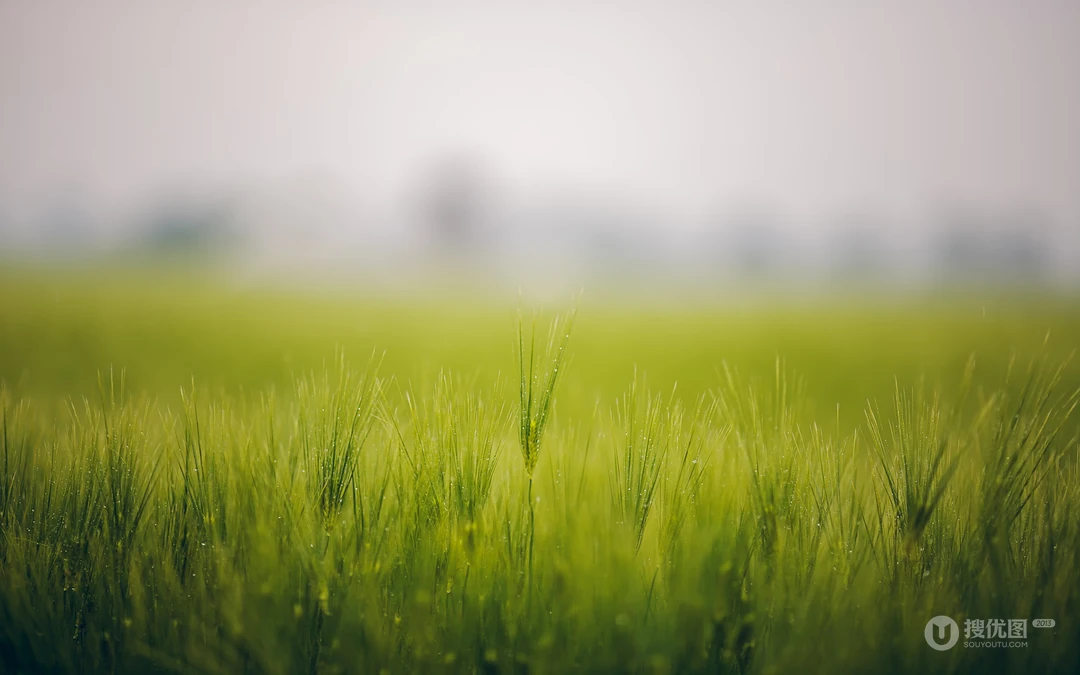 绿色青草高清壁纸