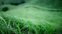 绿色青草高清壁纸