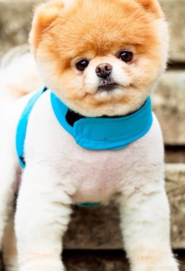博美犬可爱图片 第5张