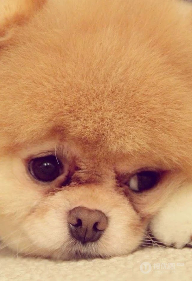 博美犬可爱图片 第2张