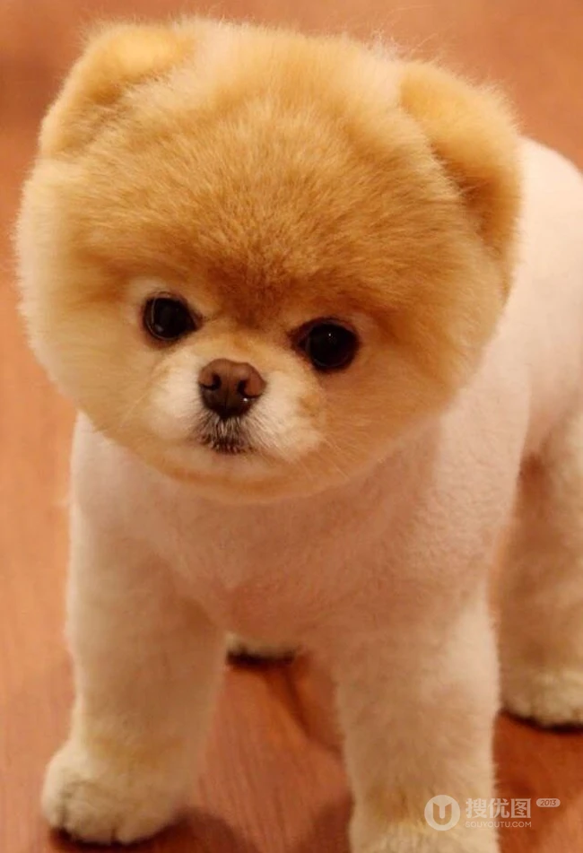 博美犬可爱图片 第4张