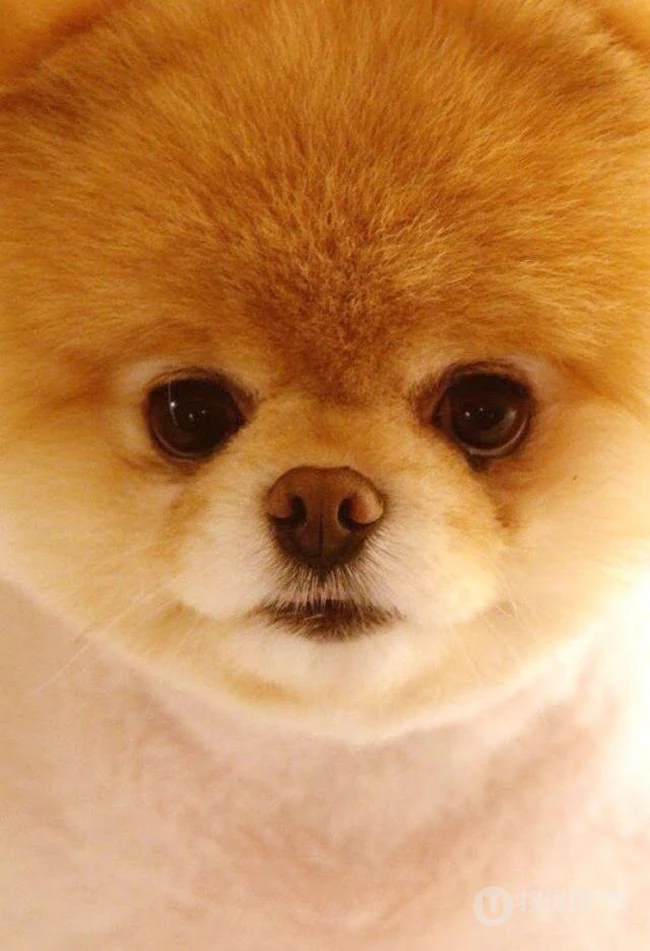 博美犬可爱图片 第9张