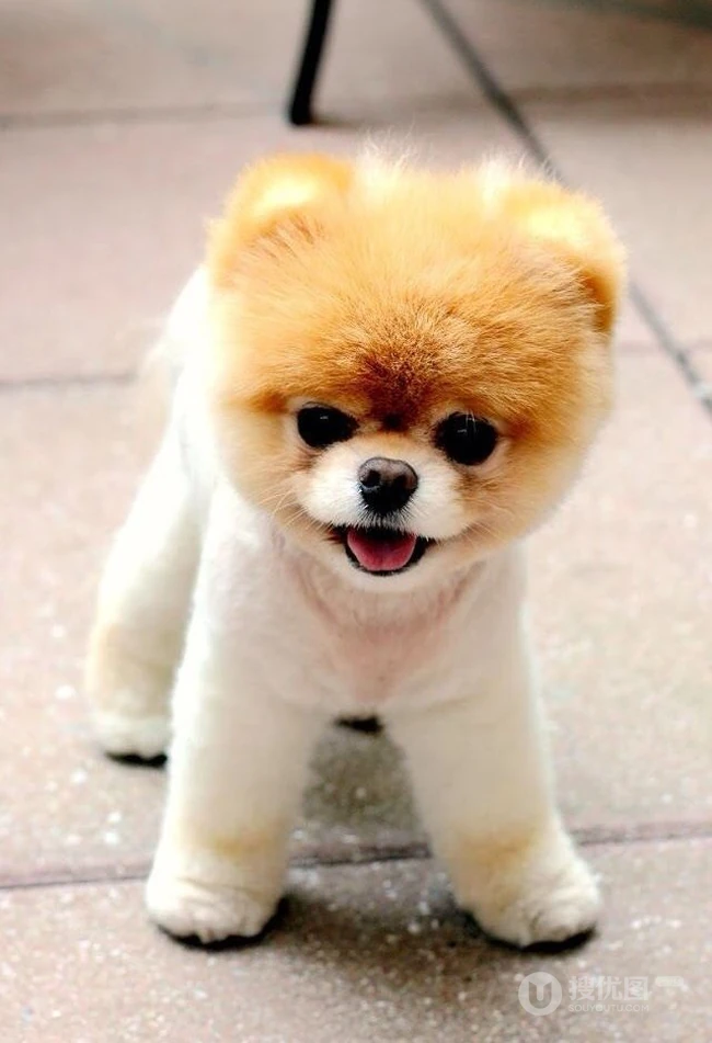 博美犬可爱图片 第3张