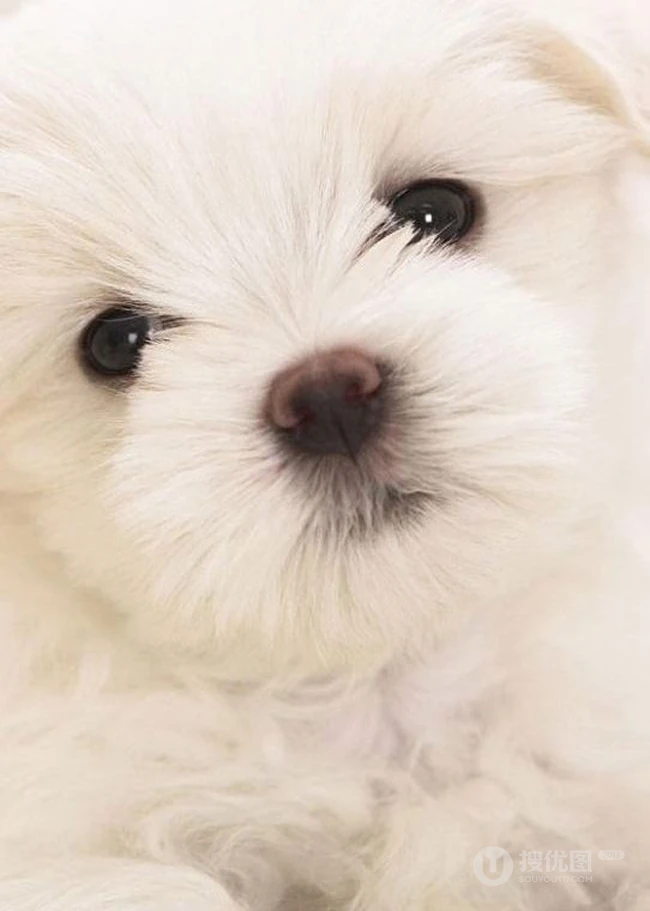 可爱狗狗-玩赏犬可爱图片 第1张