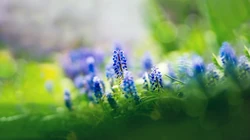 清新淡雅小草风景壁纸-浓浓的绿，淡淡的香