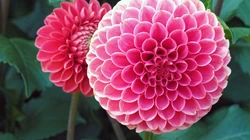 色彩艳丽大丽花唯美壁纸图片