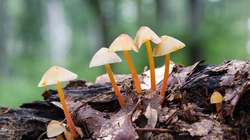 真菌小蘑菇，枯木，树林，草丛壁纸图片