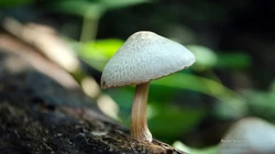 真菌小蘑菇，枯木，树林，草丛壁纸图片