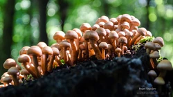 真菌小蘑菇，枯木，树林，草丛壁纸图片