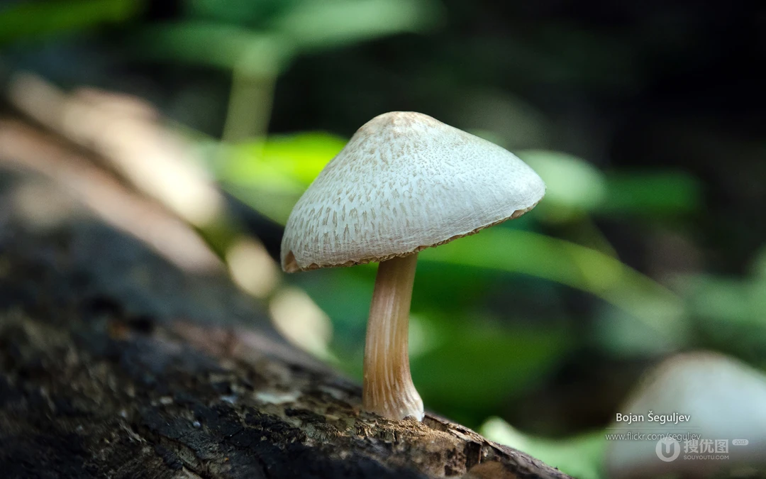 真菌小蘑菇，枯木，树林，草丛壁纸图片