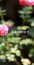 可爱朴实女孩淼与猫快乐时光-每一个晴天