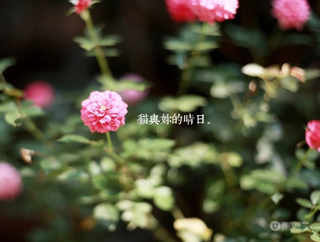 可爱朴实女孩淼与猫快乐时光-每一个晴天