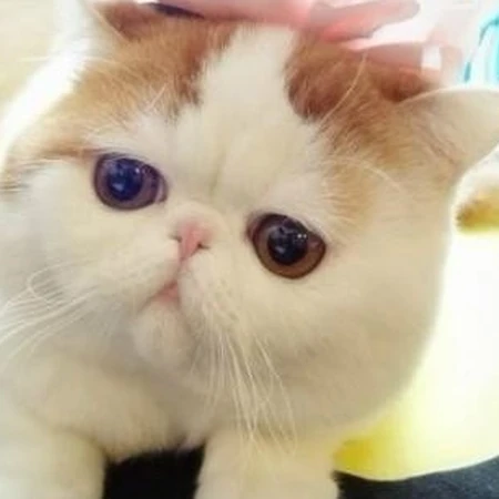 可爱猫咪图片：看我萌不萌，再看看你自己