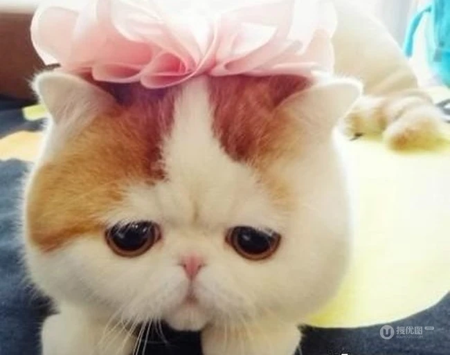 可爱猫咪图片：看我萌不萌，再看看你自己 第2张