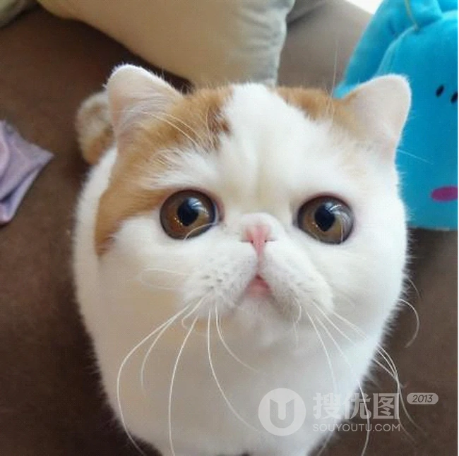 可爱猫咪图片：看我萌不萌，再看看你自己 第4张
