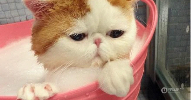 可爱猫咪图片：看我萌不萌，再看看你自己 第7张