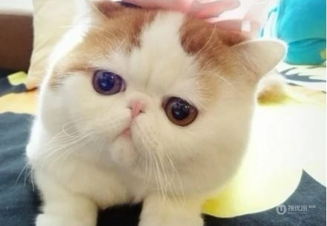 可爱猫咪图片：看我萌不萌，再看看你自己 第1张