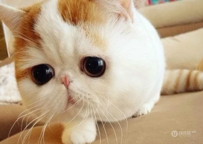 可爱猫咪图片：看我萌不萌，再看看你自己 第3张