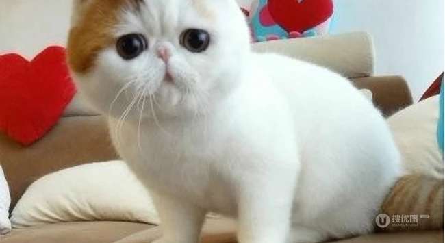 可爱猫咪图片：看我萌不萌，再看看你自己 第6张