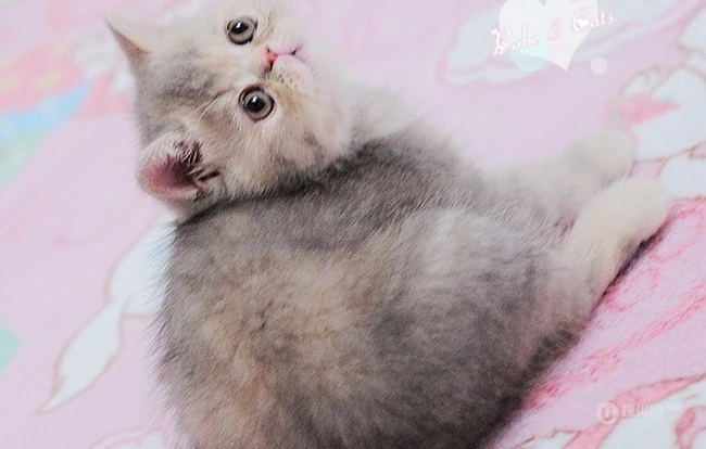 可爱猫咪成长记-萌萌哒。。。 第3张