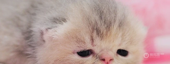 可爱猫咪成长记-萌萌哒。。。 第10张