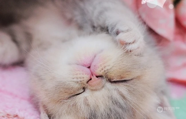 可爱猫咪成长记-萌萌哒。。。 第7张