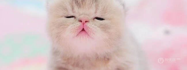 可爱猫咪成长记-萌萌哒。。。 第9张