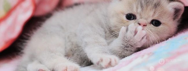 可爱猫咪成长记-萌萌哒。。。 第13张
