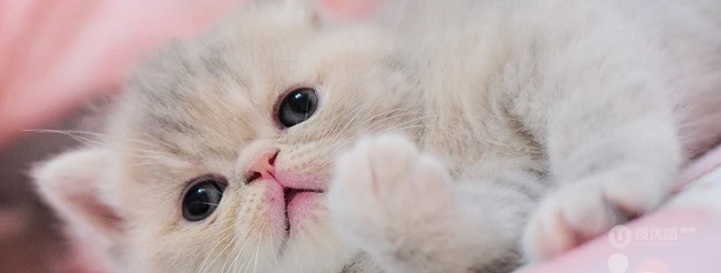 可爱猫咪成长记-萌萌哒。。。 第12张
