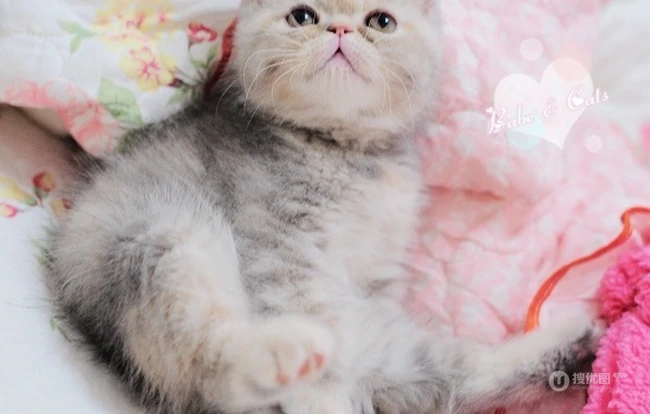 可爱猫咪成长记-萌萌哒。。。 第6张