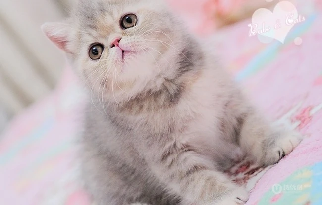 可爱猫咪成长记-萌萌哒。。。 第2张