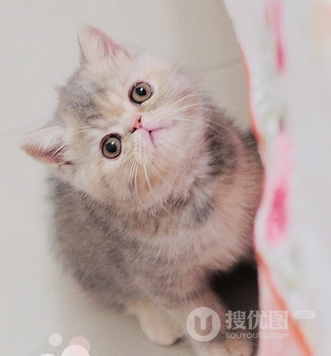 可爱猫咪成长记-萌萌哒。。。 第5张