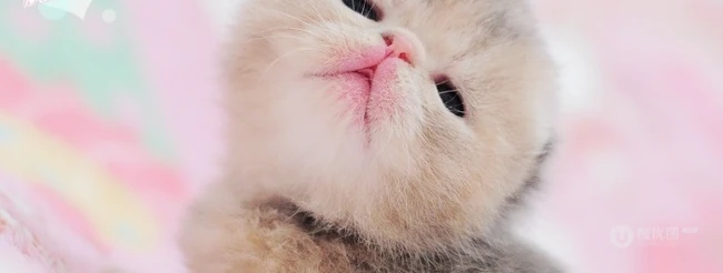 可爱猫咪成长记-萌萌哒。。。 第8张