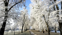 森林里的白雪电脑壁纸下载