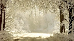 森林里的白雪电脑壁纸下载