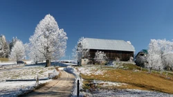 森林里的白雪电脑壁纸下载