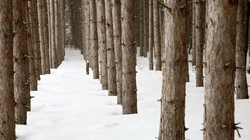 森林里的白雪电脑壁纸下载