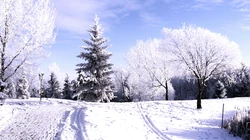 森林里的白雪电脑壁纸下载