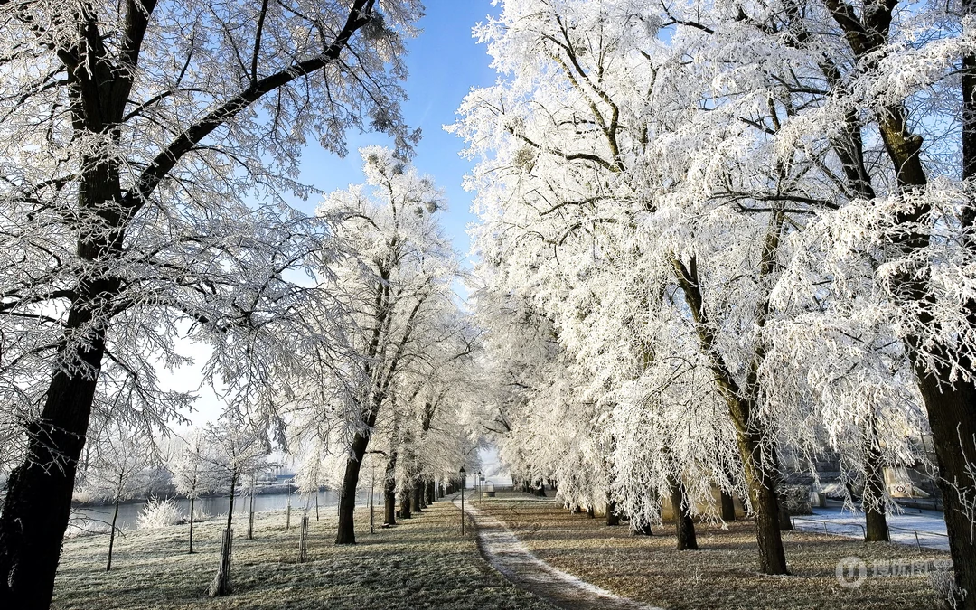 森林里的白雪电脑壁纸下载
